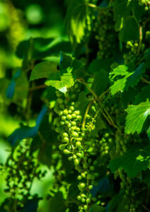 Grapevine Trail - photograph by Ed Reveles