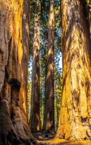 Muir Grove - photograph by Ed Reveles