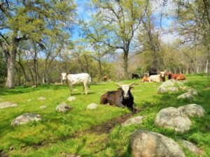 Cattle in Springville – photograph by Elaine Anderson